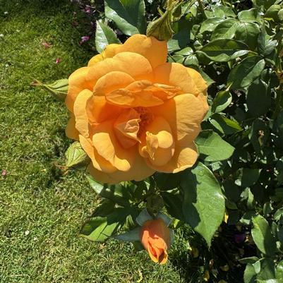 Rosa Sunbelt® South Africa®