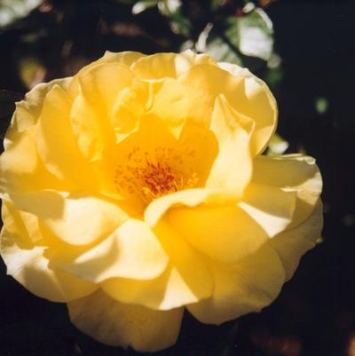 Rosa Sun Flare
