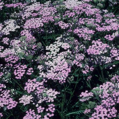 Achillea millefolium Lilac Beauty