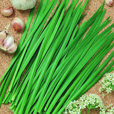Allium tuberosum Chives Geisha, garlic