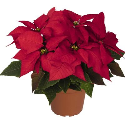 Euphorbia pulcherrima Advantage Red