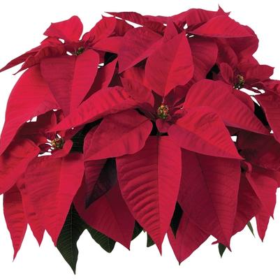 Euphorbia pulcherrima Early Orion™ Red