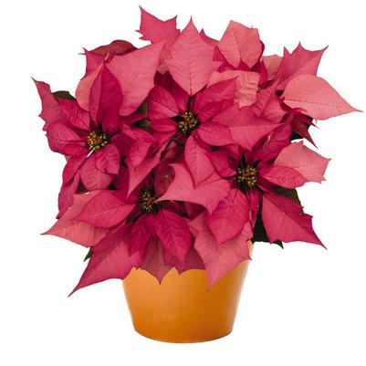 Euphorbia pulcherrima Enduring Pink