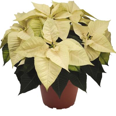 Euphorbia pulcherrima Freedom White