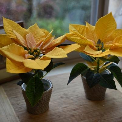Euphorbia pulcherrima Gold Rush