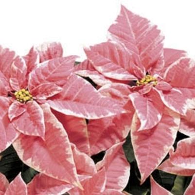 Euphorbia pulcherrima Marble Shades