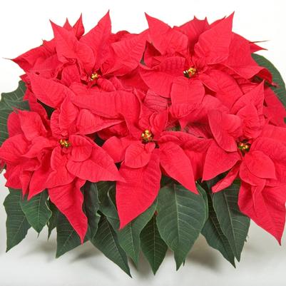 Euphorbia pulcherrima Orion™ Early Red