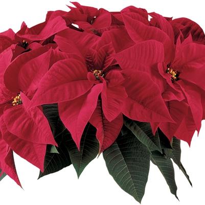 Euphorbia pulcherrima Orion™ Red