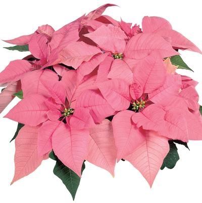Euphorbia pulcherrima Pink Elf™