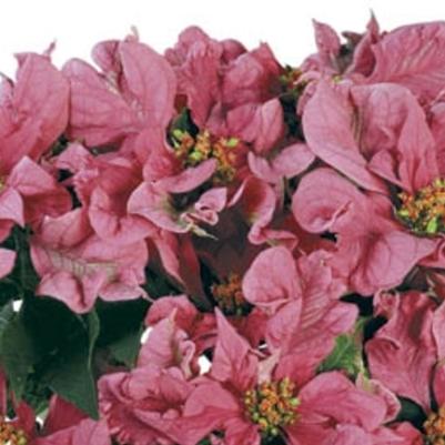 Euphorbia pulcherrima Pink Shades
