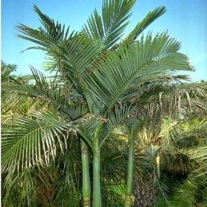 Archontophoenix alexandrae 
