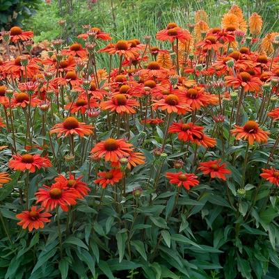 Echinacea Kismet® Intense Orange