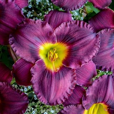 Hemerocallis Rainbow Rhythm® Nosferatu
