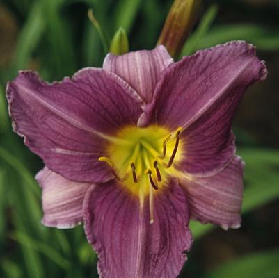 Hemerocallis Prairie Blue Eyes