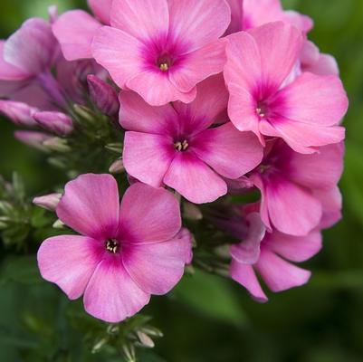 Phlox paniculata Flame™ Pink Flame®