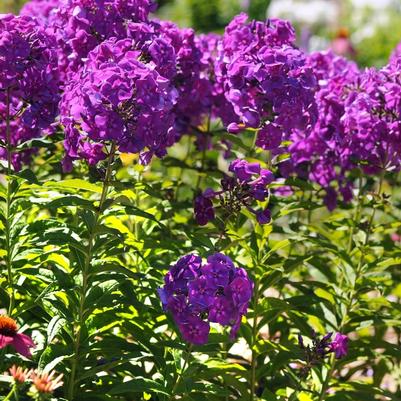 Phlox paniculata Top Shelf Purple Kiss