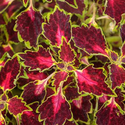 Coleus scutellarioides ColorBlaze® Cherry Drop