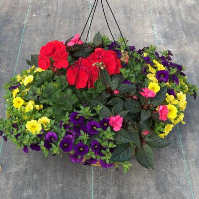 Coco Moss Hanging Baskets - SUN 