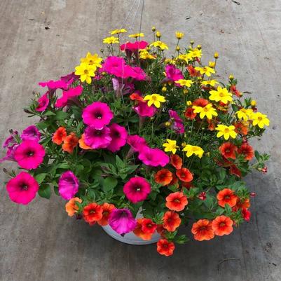 Premium Hanging Baskets - SUN 