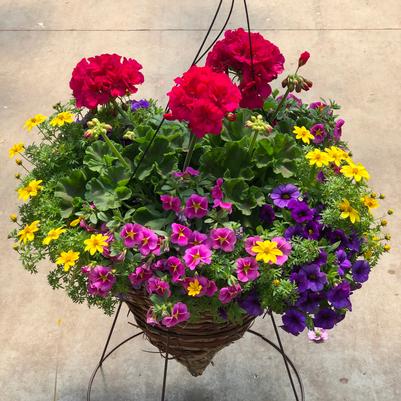 Cone Rope Hanging Baskets - SUN 