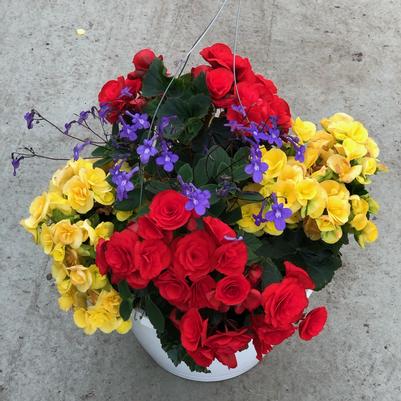 Premium Hanging Baskets - SHADE 