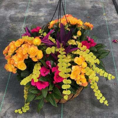 Coco Moss Hanging Baskets - SHADE 
