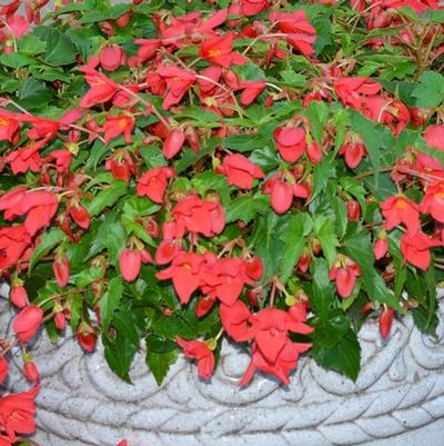 Begonia Beaucoup® Red