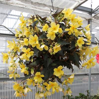 Begonia Daystar™ Yellow