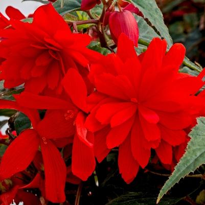 Begonia Funky&reg; Orange