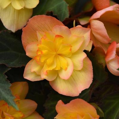 Begonia boliviensis Compact Double Apricot