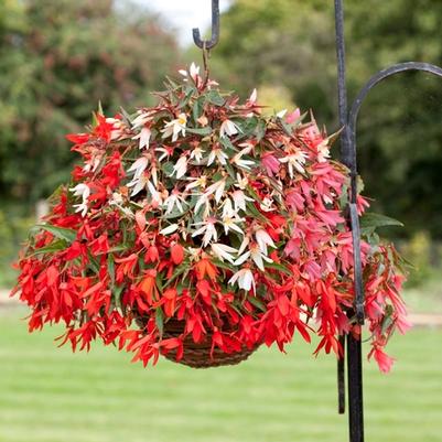 Begonia boliviensis Bossa Nova® Mix