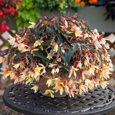 Begonia boliviensis Bossa Nova® Yellow