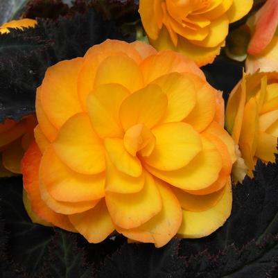 Begonia rex-cultorum Smarty Apricot