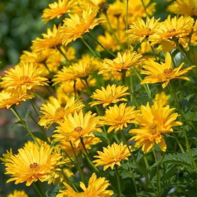 Heliopsis Ballerina