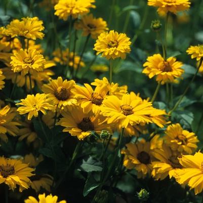 Heliopsis helianthoides var. scabra 
