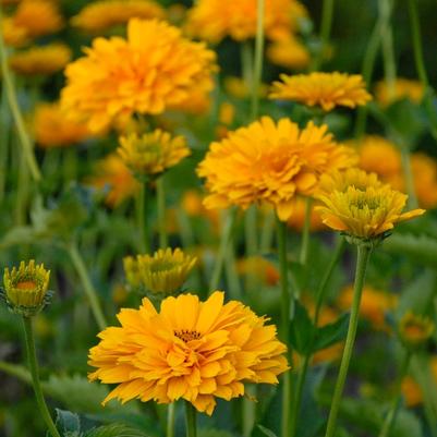 Heliopsis helianthoides var. scabra Summer Sun (Sommersonne)
