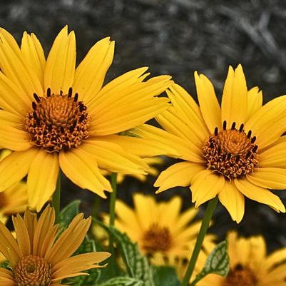 Heliopsis Oriole Variegata - False Sunflower