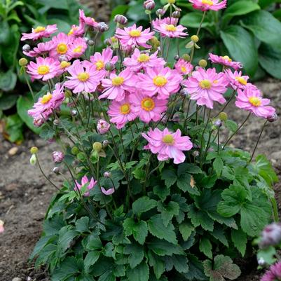 Anemone Curtain Call Pink - Japanese Anemone