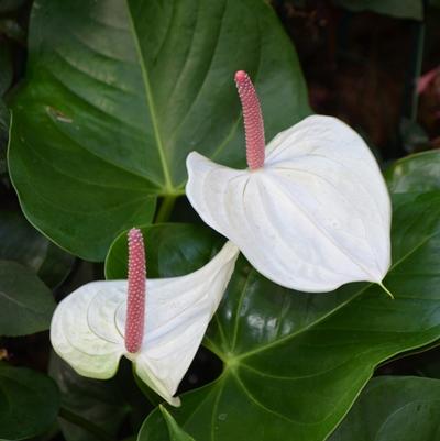 Anthurium White Heart