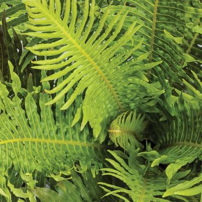 Blechnum gibbum Silver Lady