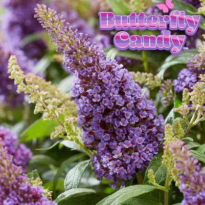 Buddleia davidii Butterfly Candy® Li'l Lavender™