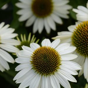 Echinacea Sombrero® Blanco