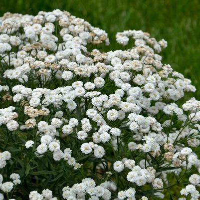Achillea ptarmica Peter Cottontail