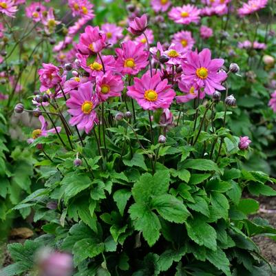 Anemone Curtain Call Deep Rose