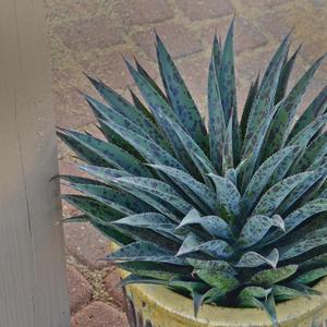 Mangave Mad about Mangave® Pineapple Express
