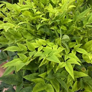 Nandina domestica Lemon Lime