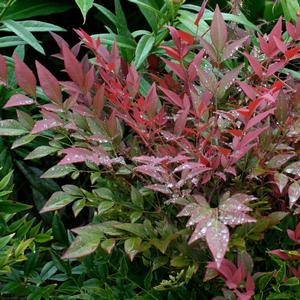 Nandina domestica Obsession™