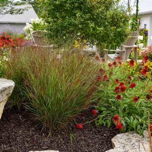 Panicum virgatum Prairie Winds® Cheyenne Sky