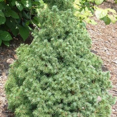 Picea glauca Delp's Dwarf