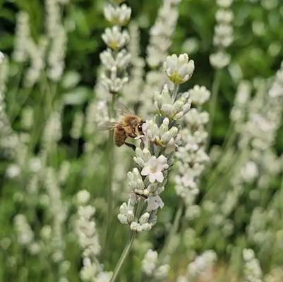 Lavandula x intermedia Exceptional